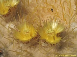 Echinocactus grussonii 1250